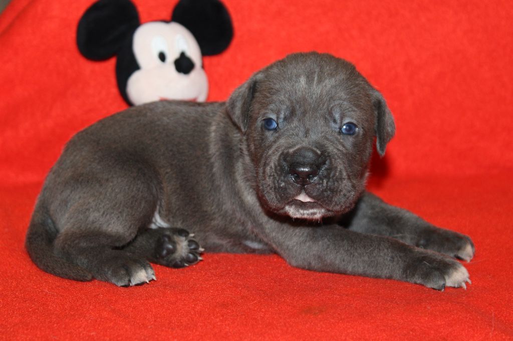 du Domaine Des Terres Noires - Chiot disponible  - Cane Corso