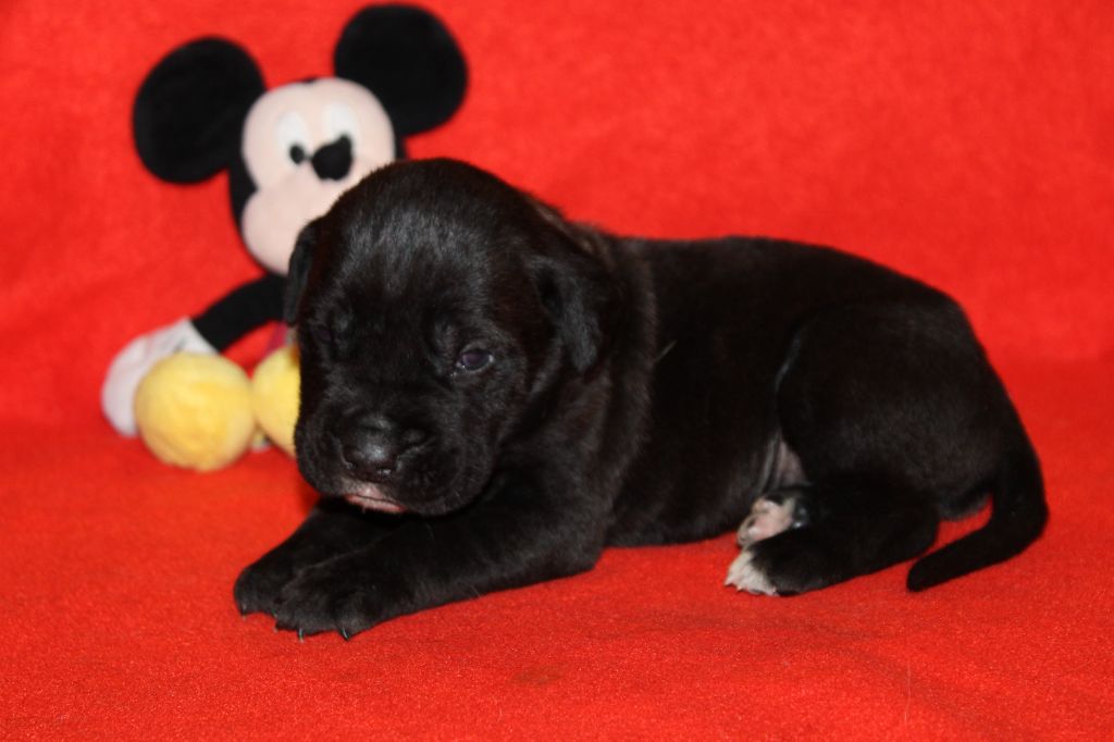 du Domaine Des Terres Noires - Chiot disponible  - Cane Corso