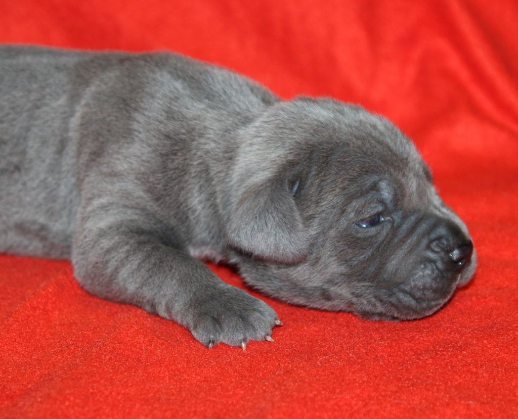 du Domaine Des Terres Noires - Chiot disponible  - Cane Corso