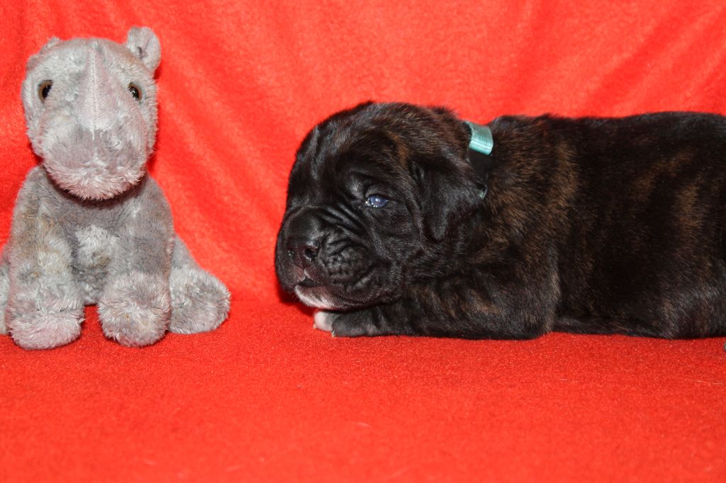 du Domaine Des Terres Noires - Chiot disponible  - Cane Corso