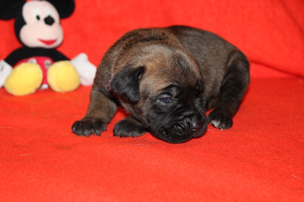 du Domaine Des Terres Noires - Chiot disponible  - Cane Corso