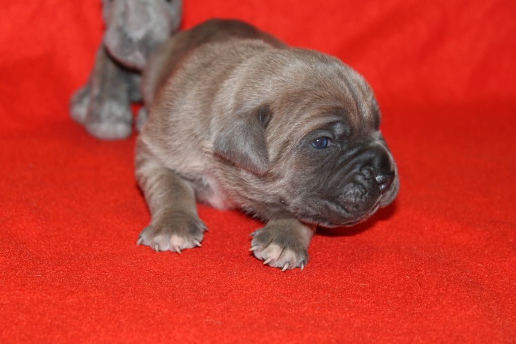 chiot Cane Corso du Domaine Des Terres Noires