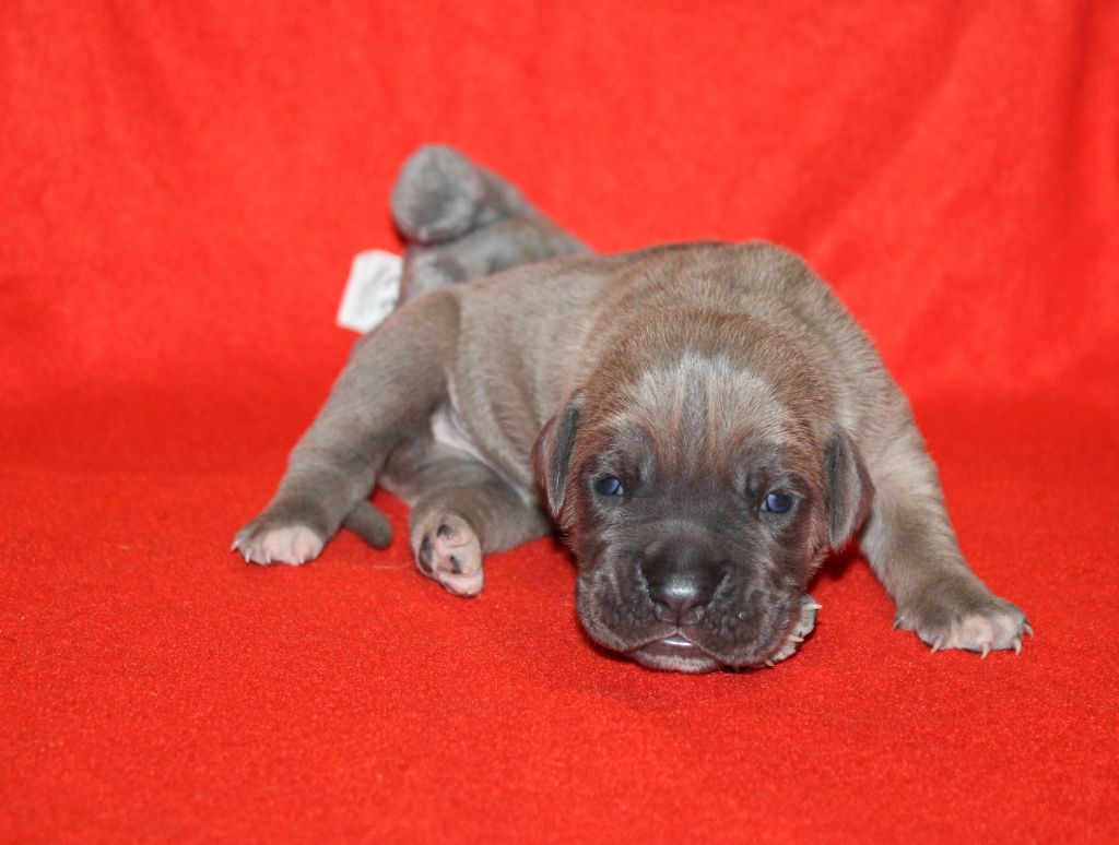 du Domaine Des Terres Noires - Chiot disponible  - Cane Corso