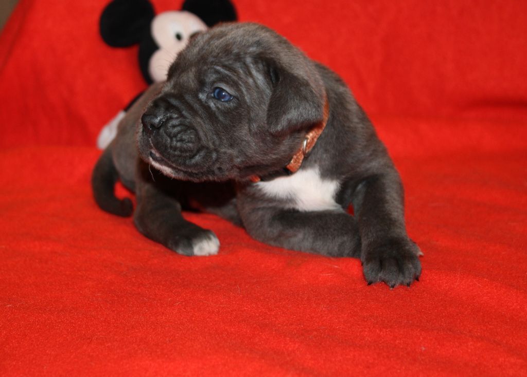 du Domaine Des Terres Noires - Chiot disponible  - Cane Corso