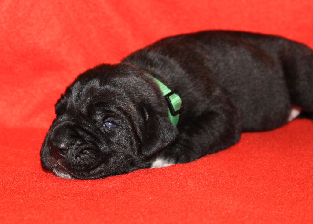 du Domaine Des Terres Noires - Chiot disponible  - Cane Corso