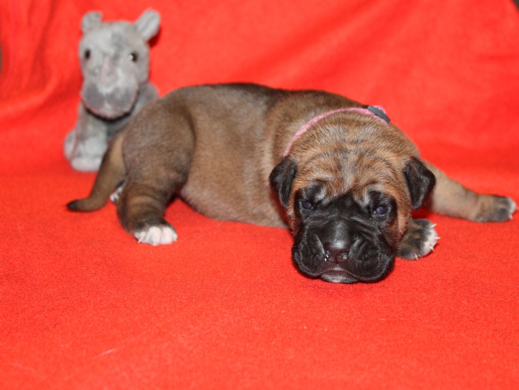 du Domaine Des Terres Noires - Chiot disponible  - Cane Corso