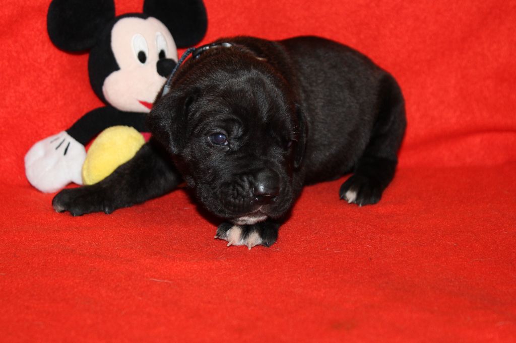 du Domaine Des Terres Noires - Chiot disponible  - Cane Corso