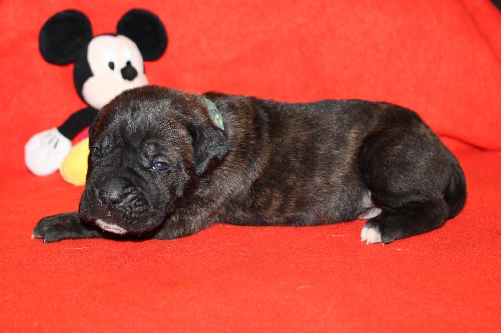 du Domaine Des Terres Noires - Chiot disponible  - Cane Corso