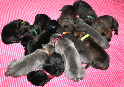 du Domaine Des Terres Noires - Cane Corso - Portée née le 09/01/2025