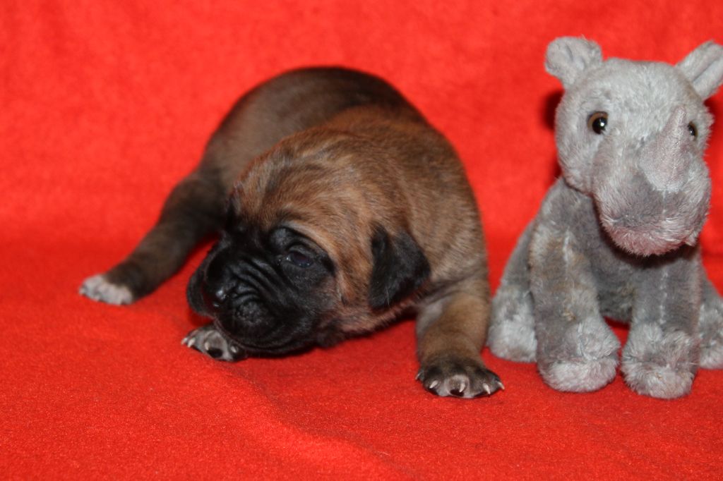 du Domaine Des Terres Noires - Chiot disponible  - Cane Corso