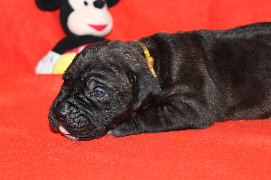 du Domaine Des Terres Noires - Chiot disponible  - Cane Corso