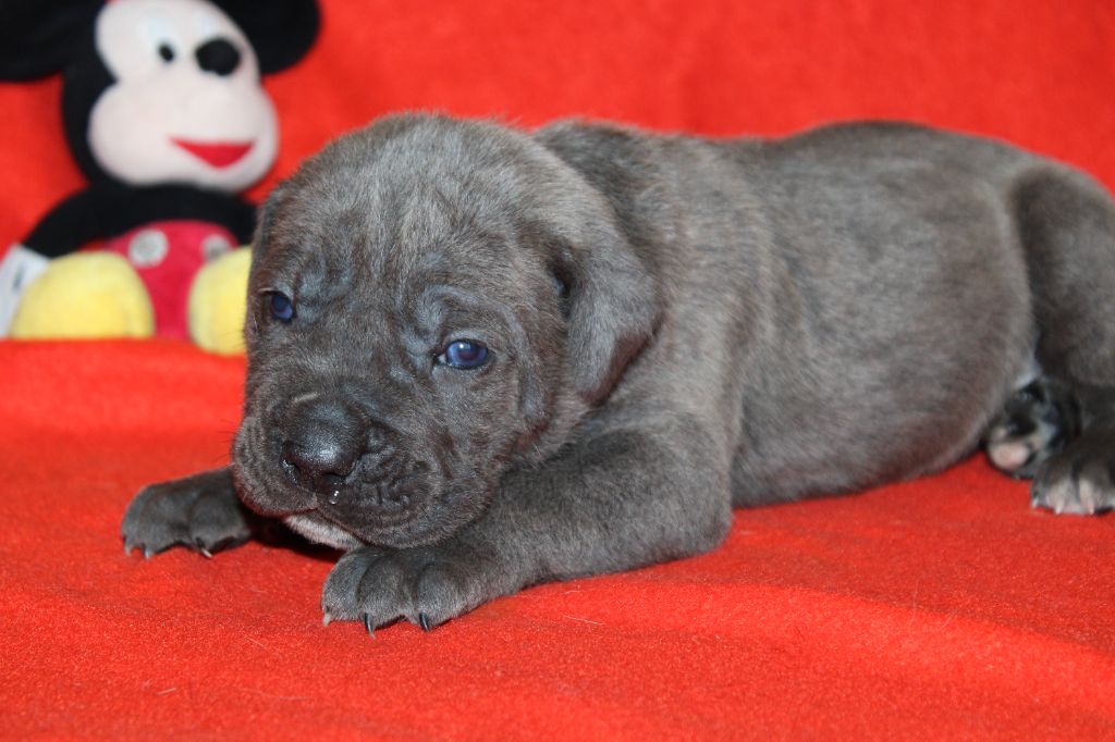 du Domaine Des Terres Noires - Chiot disponible  - Cane Corso