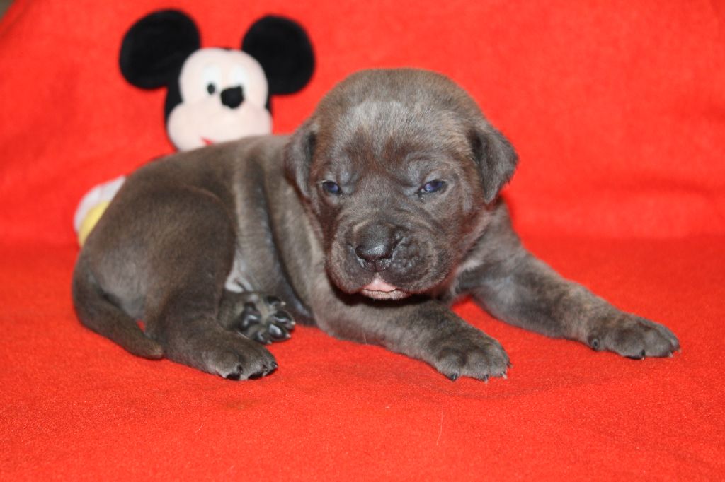 du Domaine Des Terres Noires - Chiot disponible  - Cane Corso