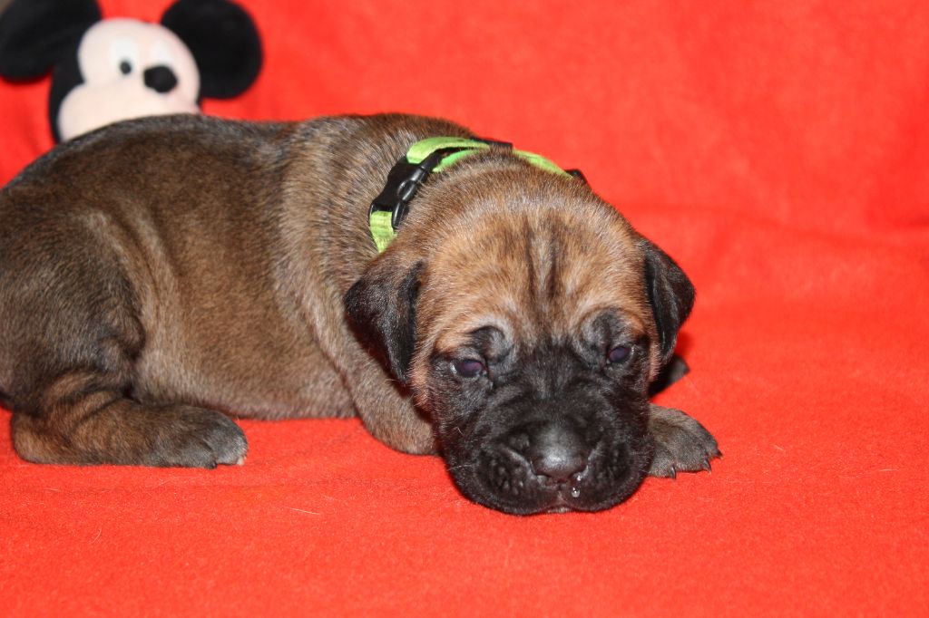 du Domaine Des Terres Noires - Chiot disponible  - Cane Corso