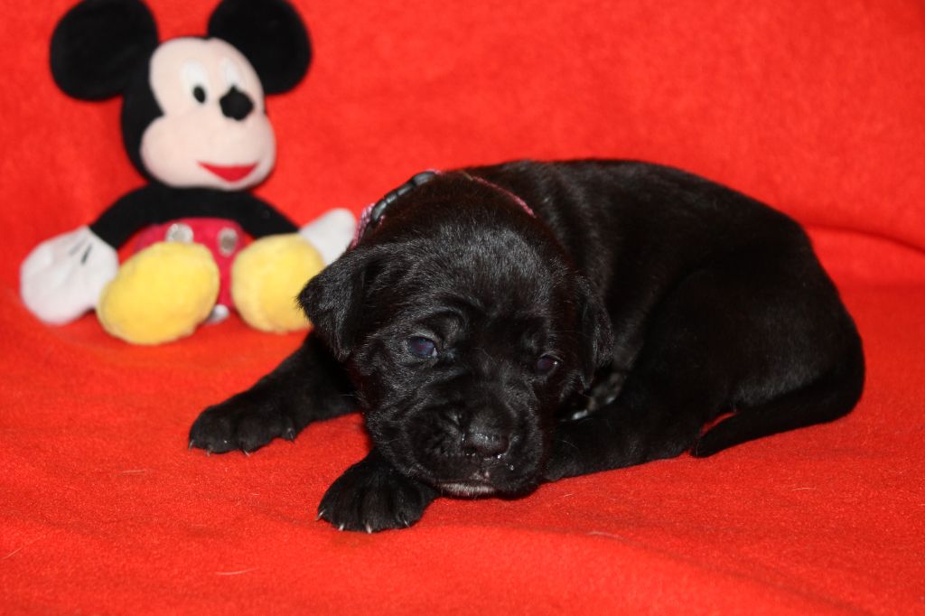 du Domaine Des Terres Noires - Chiot disponible  - Cane Corso