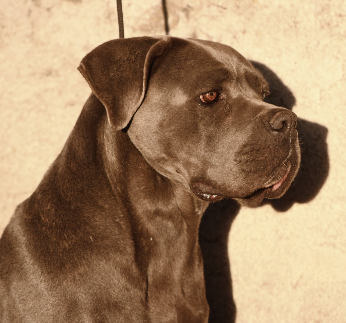 Sansa stark Du Règne De Malaudrea