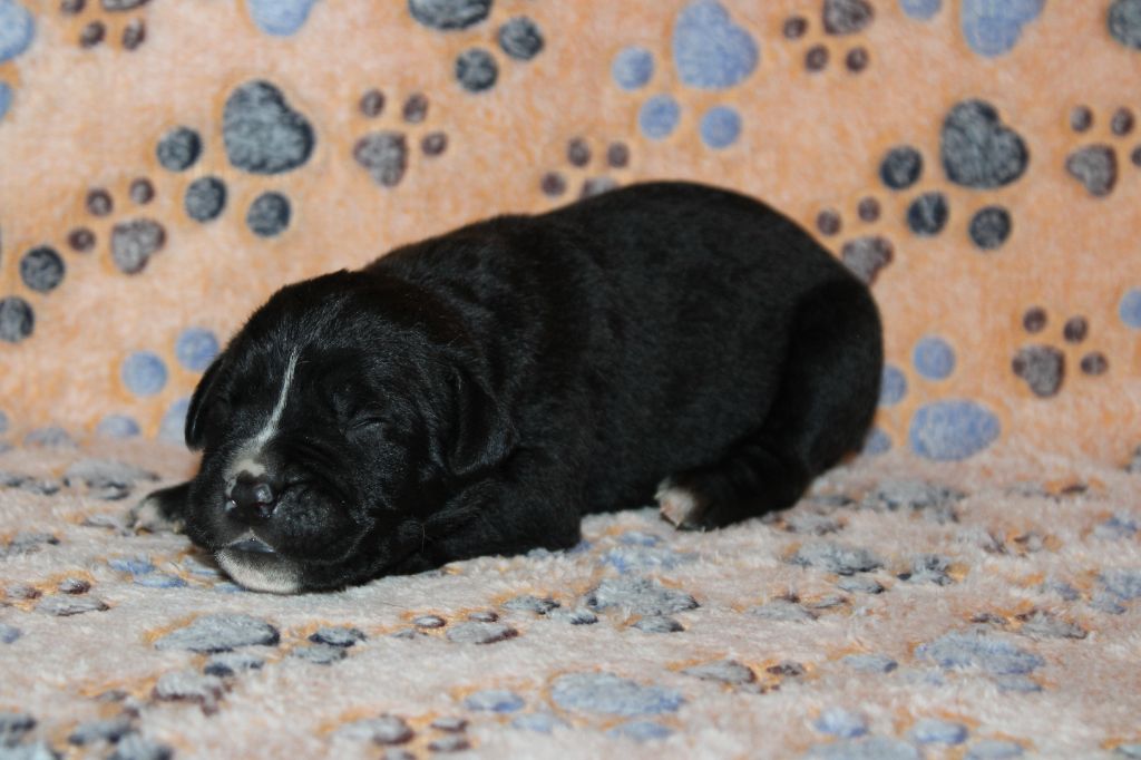du Domaine Des Terres Noires - Chiots disponibles - Cane Corso