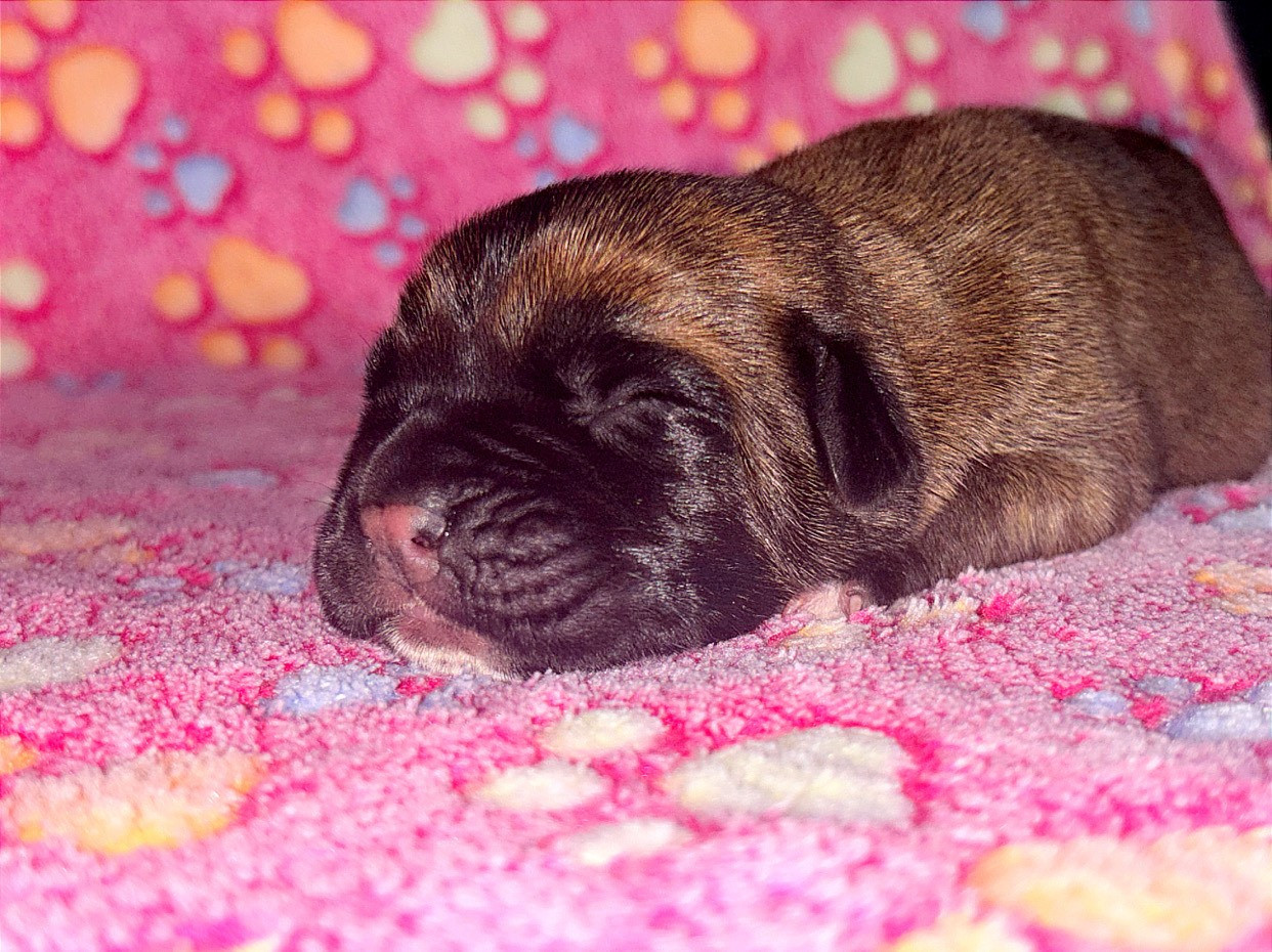 Chiot Cane Corso du Domaine Des Terres Noires