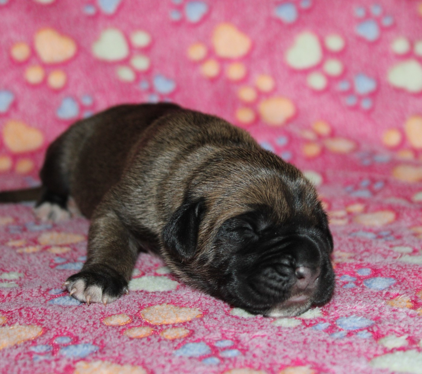 du Domaine Des Terres Noires - Chiots disponibles - Cane Corso