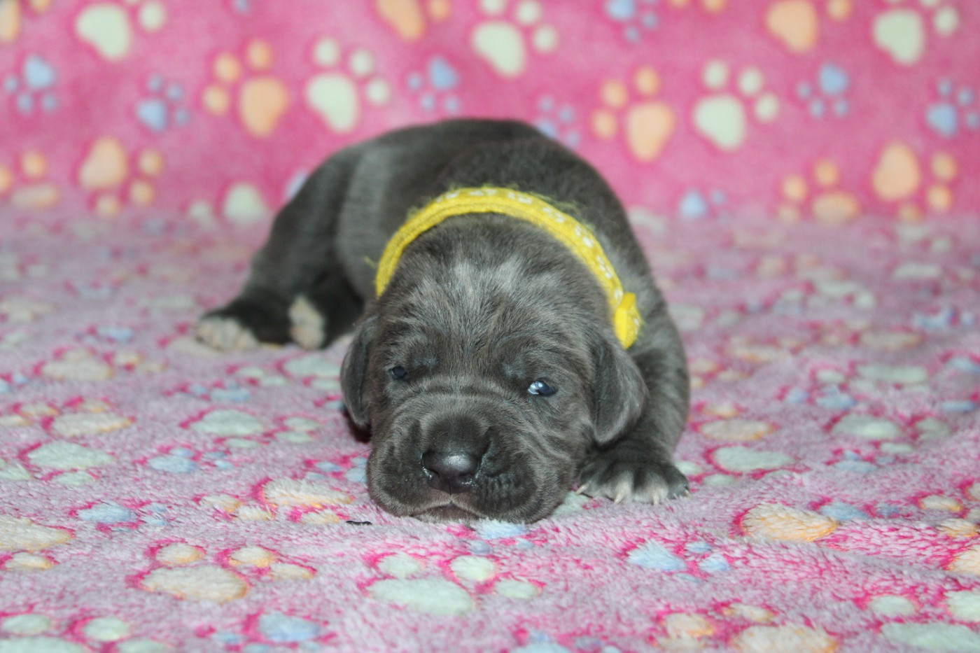 du Domaine Des Terres Noires - Chiots disponibles - Cane Corso