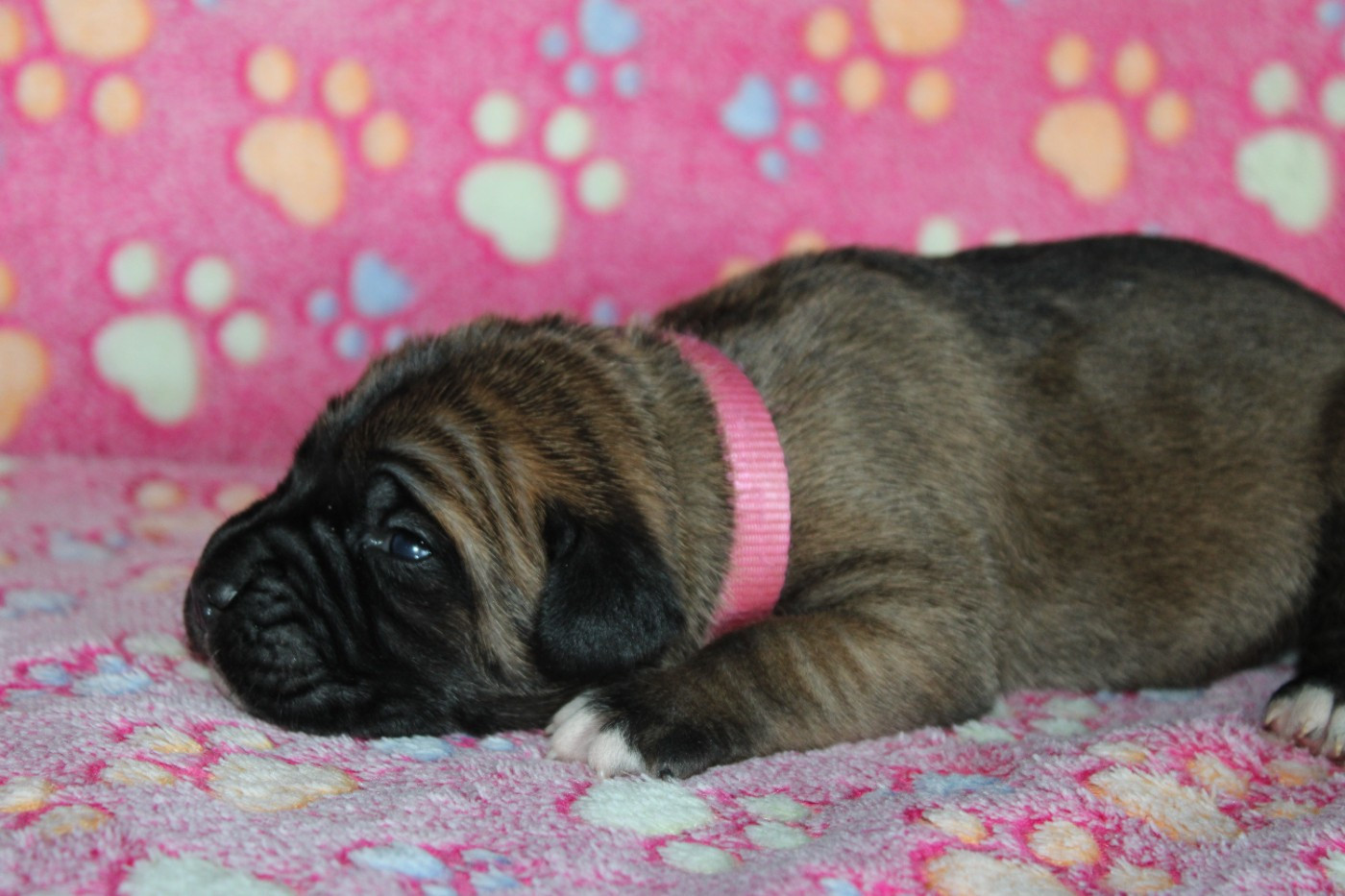 du Domaine Des Terres Noires - Chiots disponibles - Cane Corso