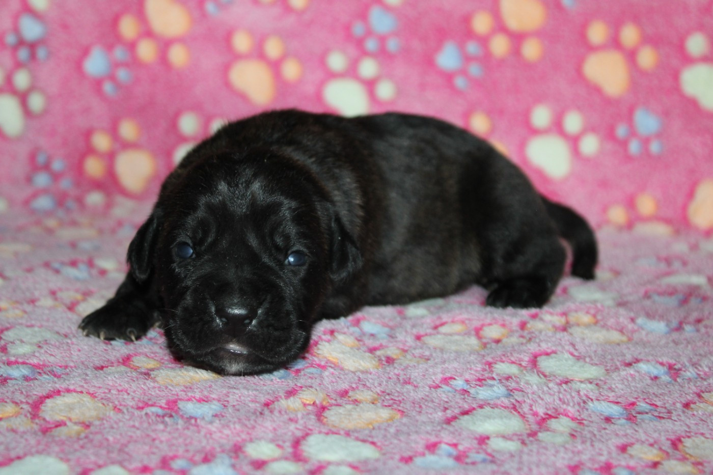 du Domaine Des Terres Noires - Chiots disponibles - Cane Corso