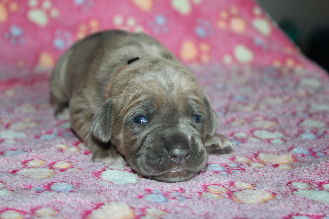 du Domaine Des Terres Noires - Chiots disponibles - Cane Corso