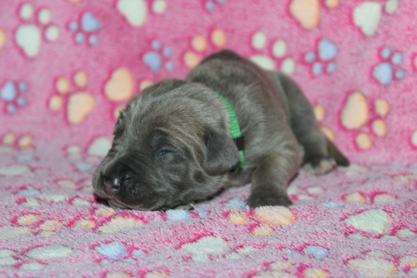 du Domaine Des Terres Noires - Chiots disponibles - Cane Corso