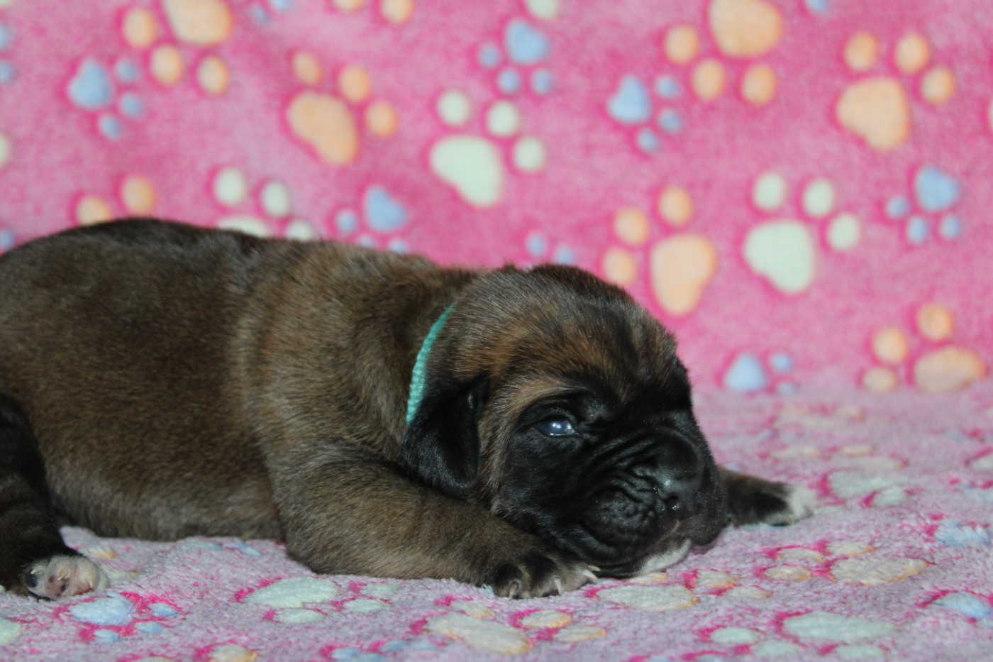 du Domaine Des Terres Noires - Chiots disponibles - Cane Corso