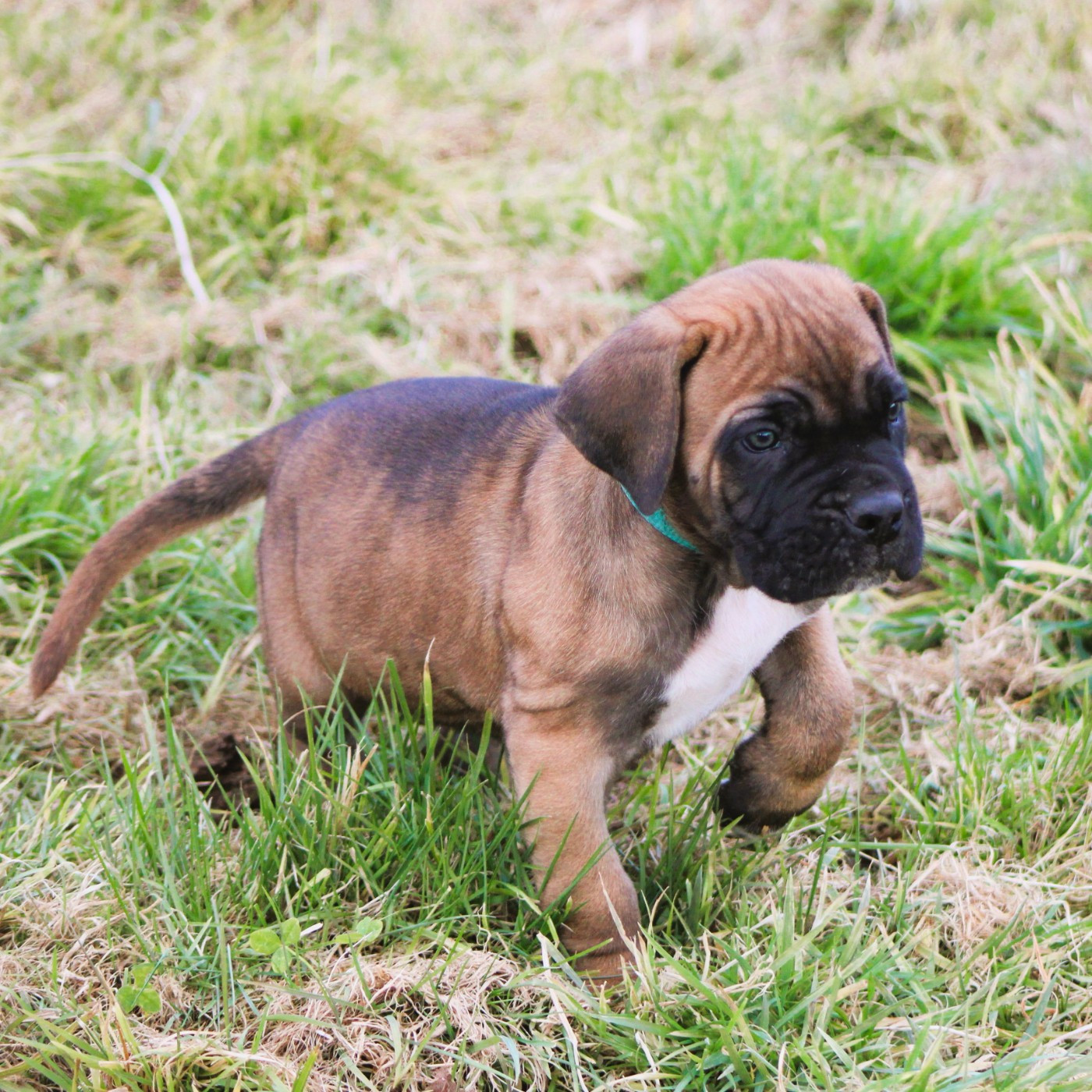 du Domaine Des Terres Noires - Cane Corso - Portée née le 04/12/2025
