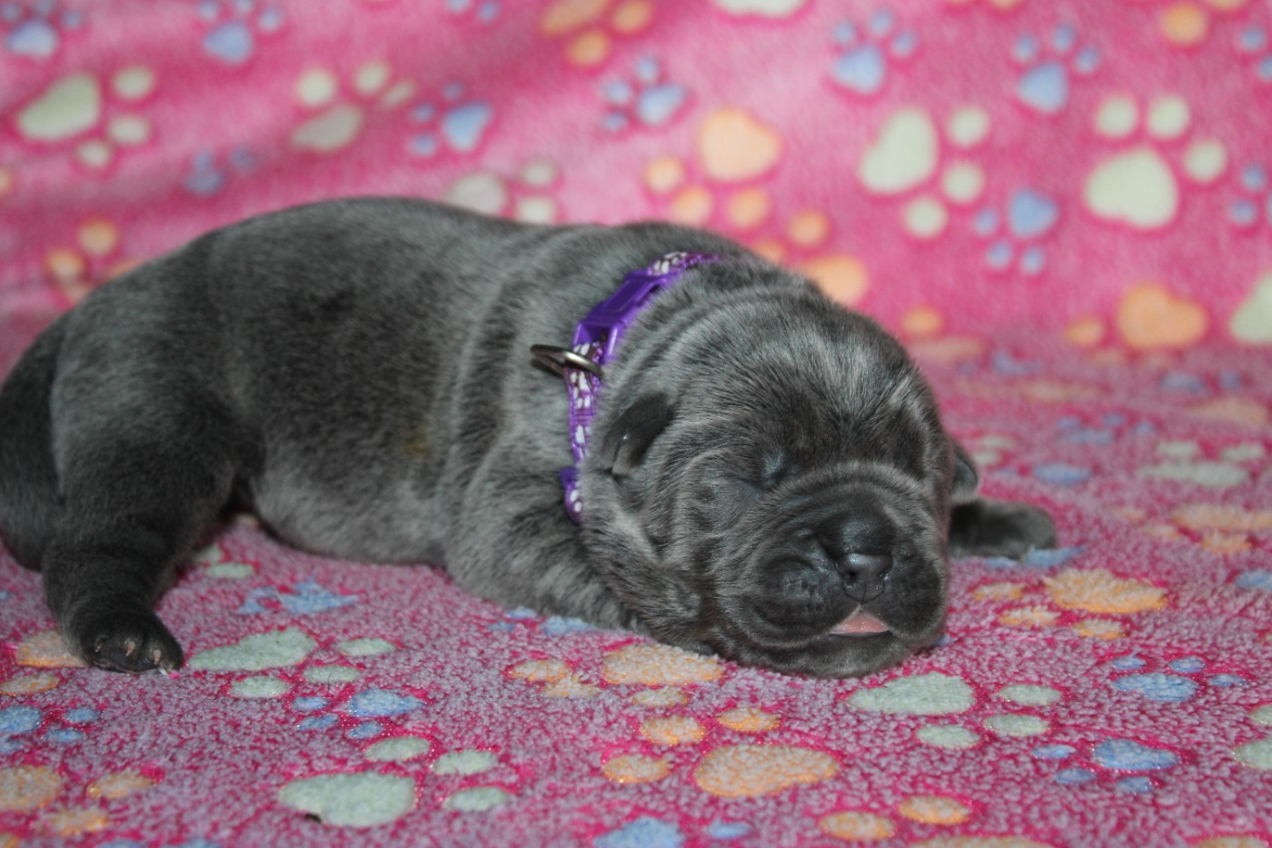 du Domaine Des Terres Noires - Chiots disponibles - Cane Corso