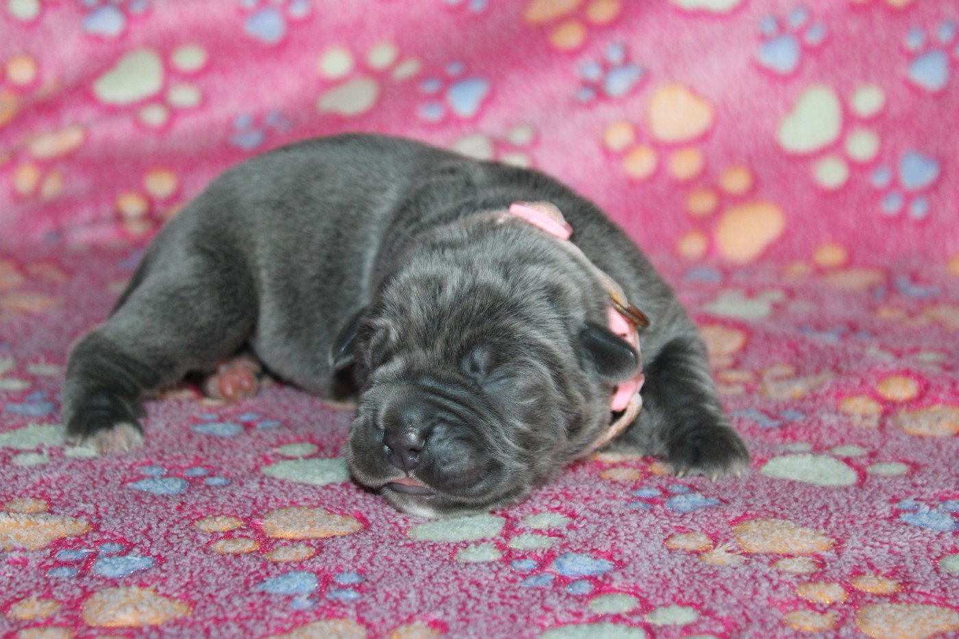 du Domaine Des Terres Noires - Chiots disponibles - Cane Corso