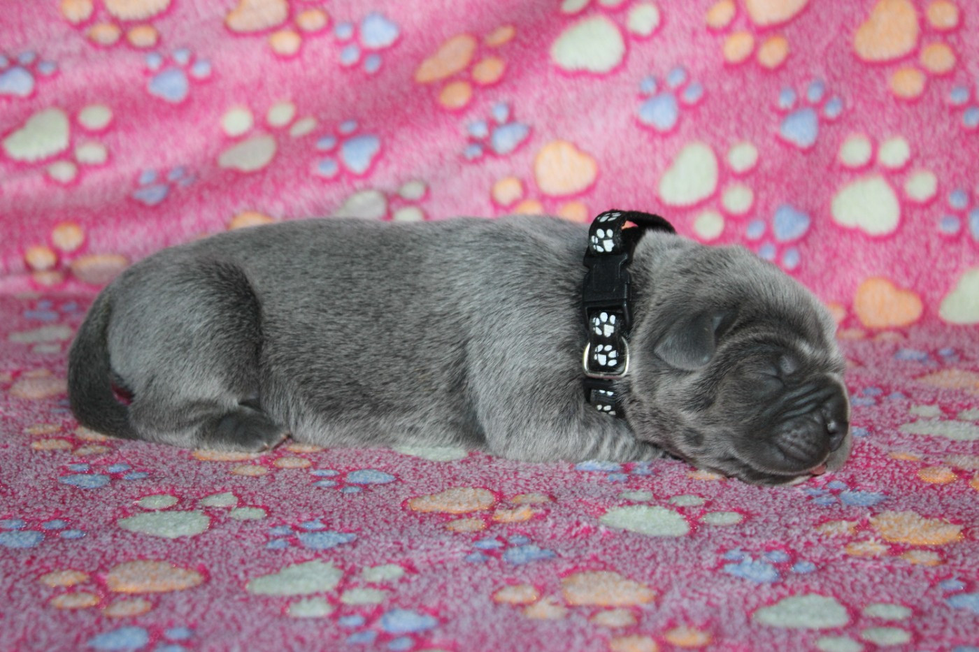 du Domaine Des Terres Noires - Chiots disponibles - Cane Corso