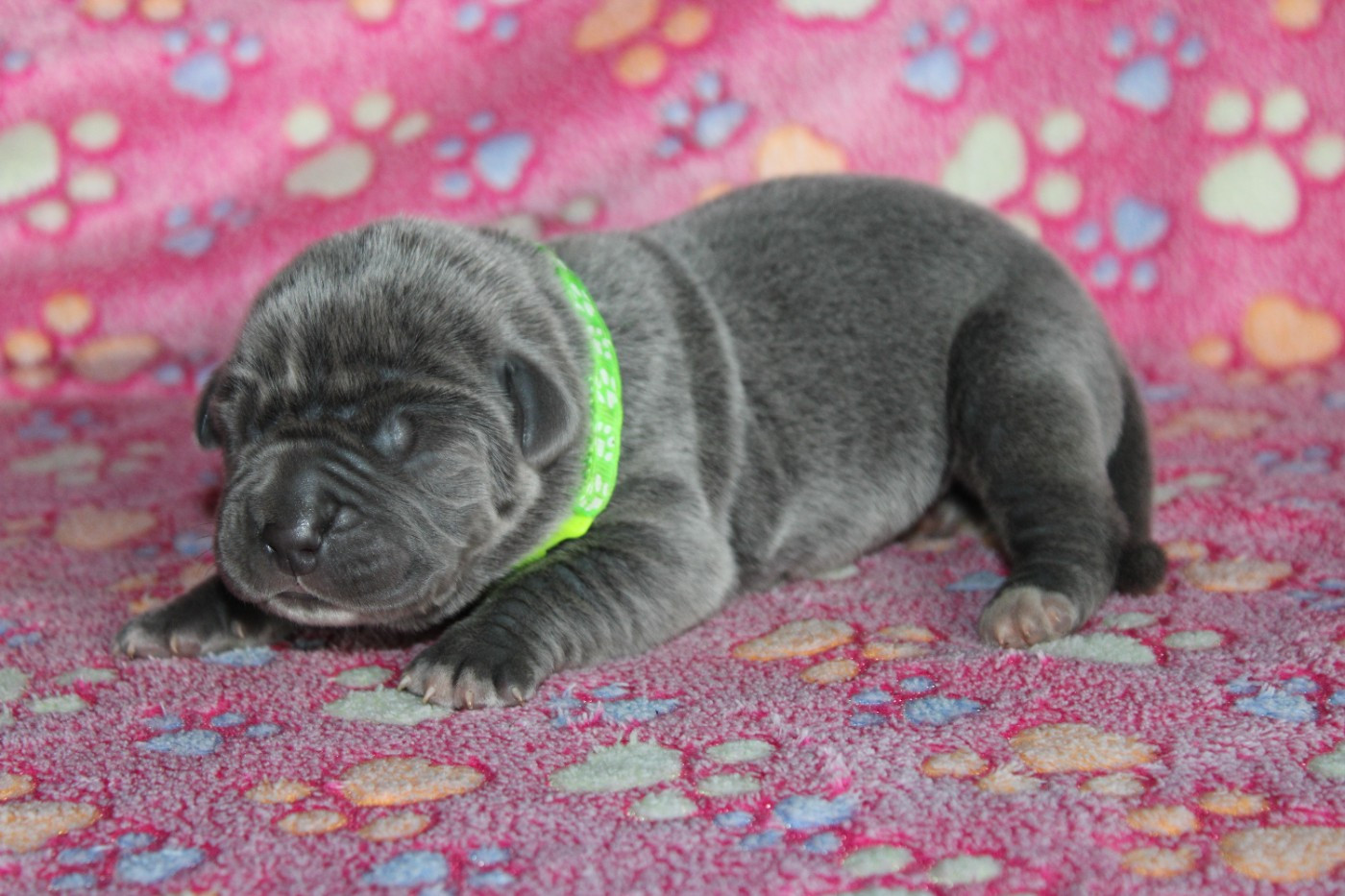 du Domaine Des Terres Noires - Chiots disponibles - Cane Corso