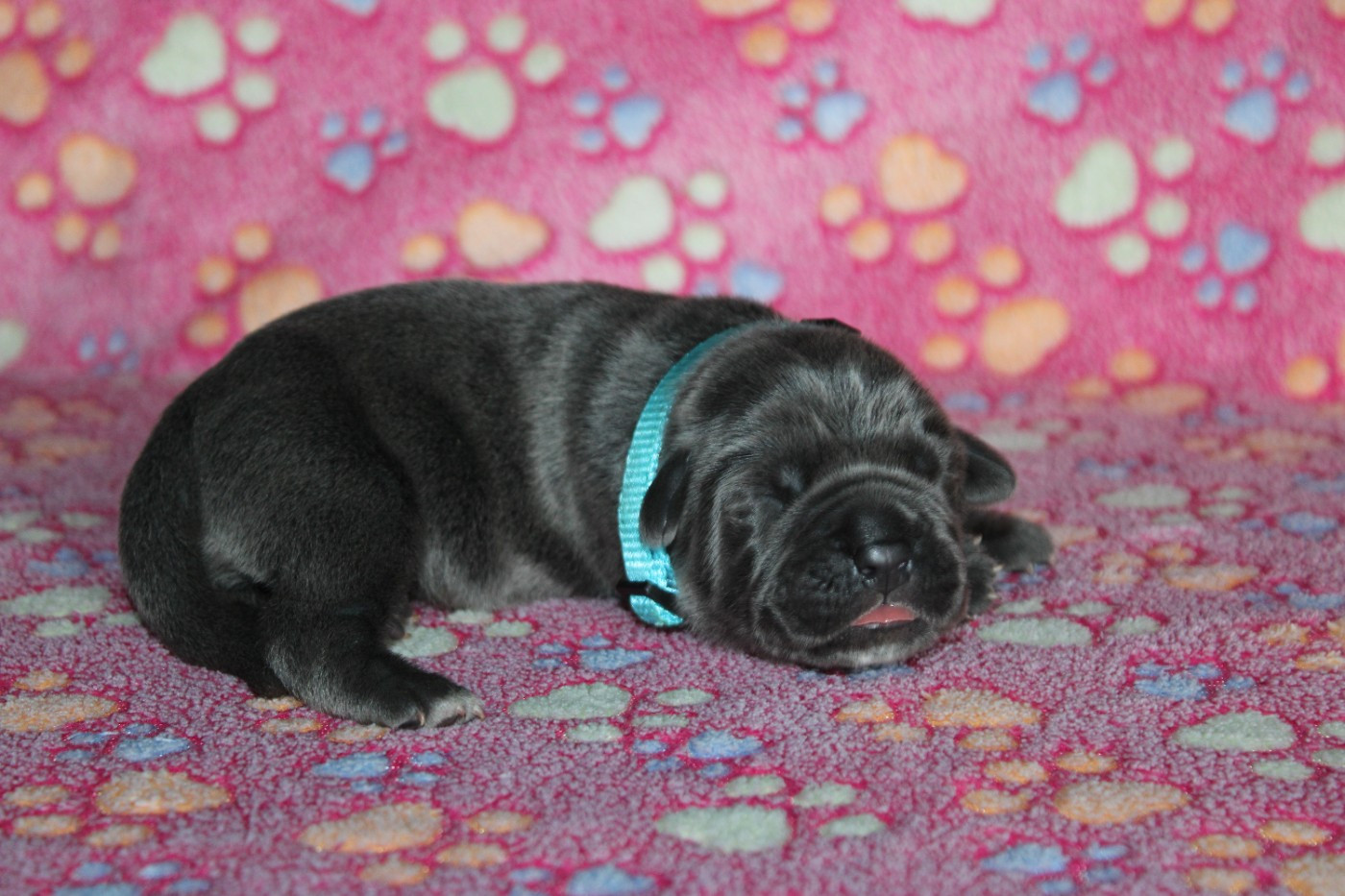 du Domaine Des Terres Noires - Chiots disponibles - Cane Corso