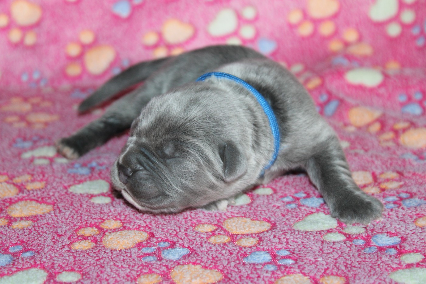 du Domaine Des Terres Noires - Chiots disponibles - Cane Corso