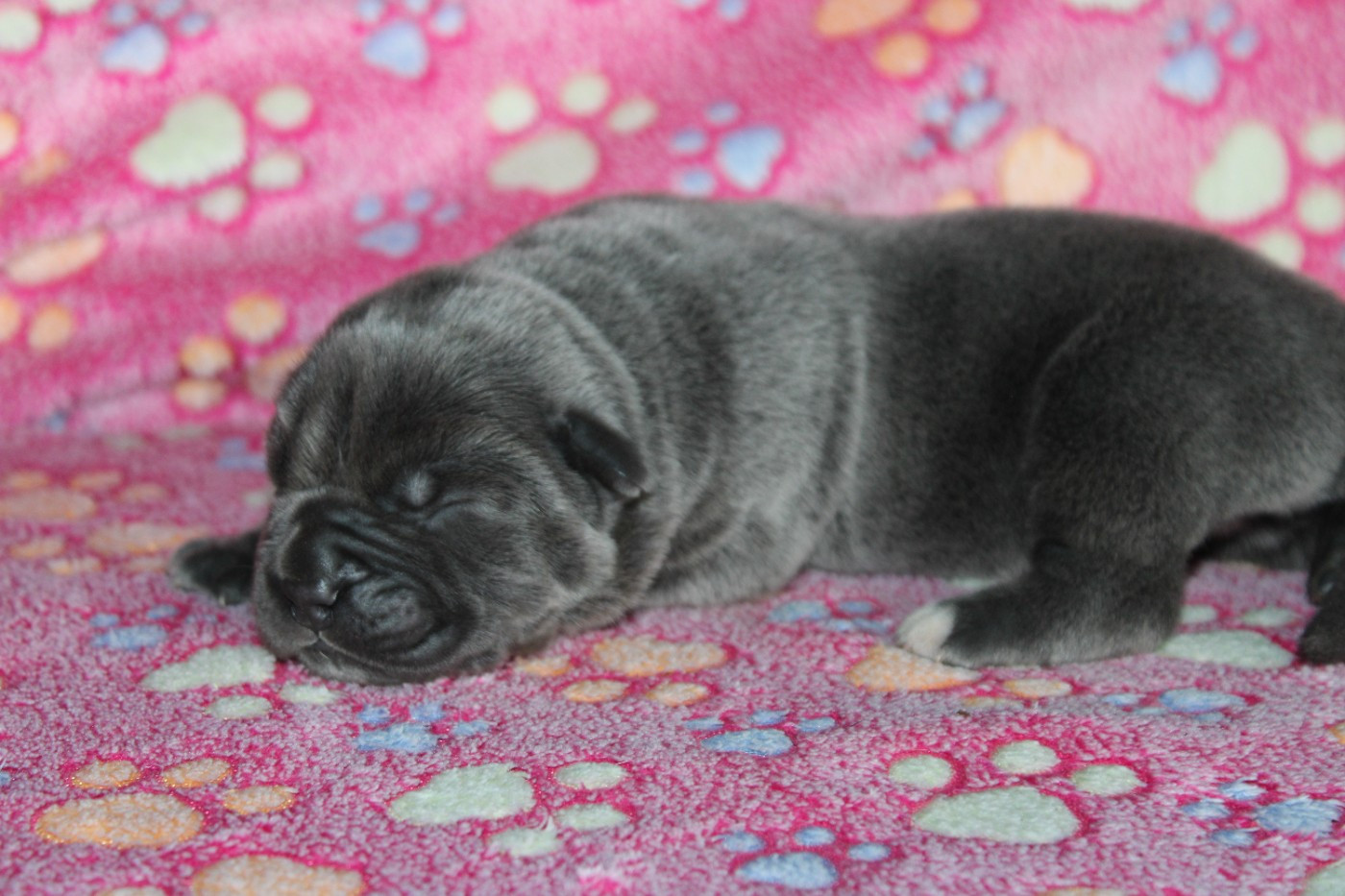 du Domaine Des Terres Noires - Chiots disponibles - Cane Corso