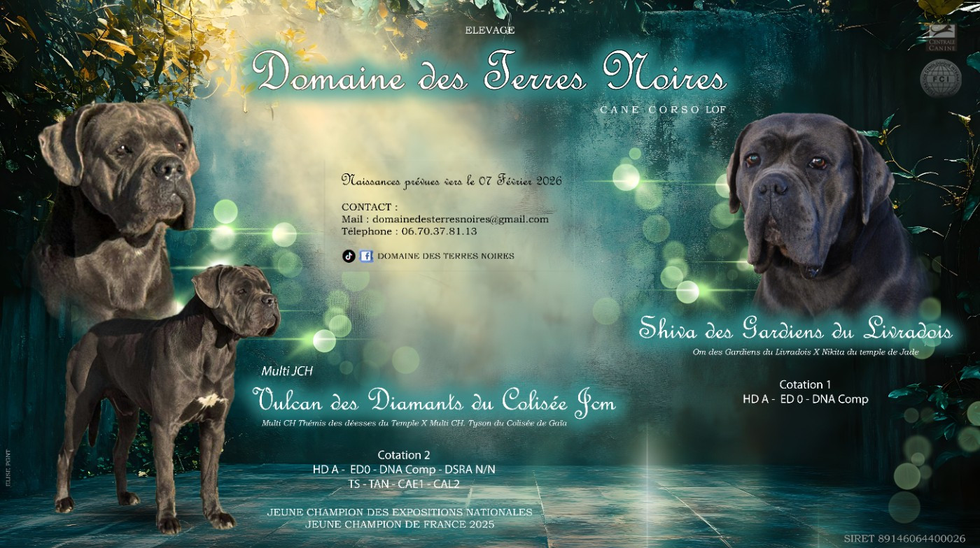 Chiot Cane Corso du Domaine Des Terres Noires