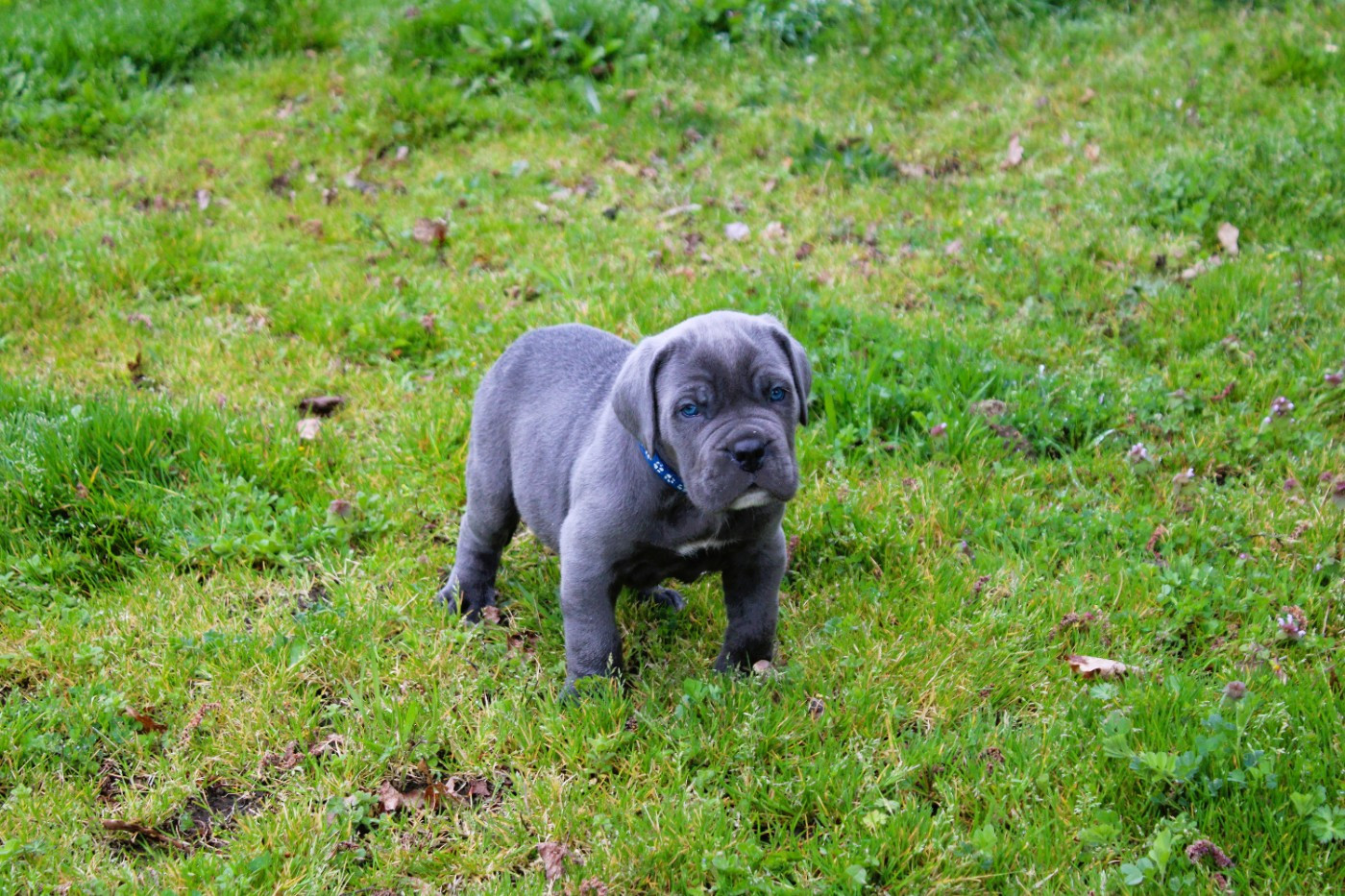 du Domaine Des Terres Noires - Chiots disponibles - Cane Corso
