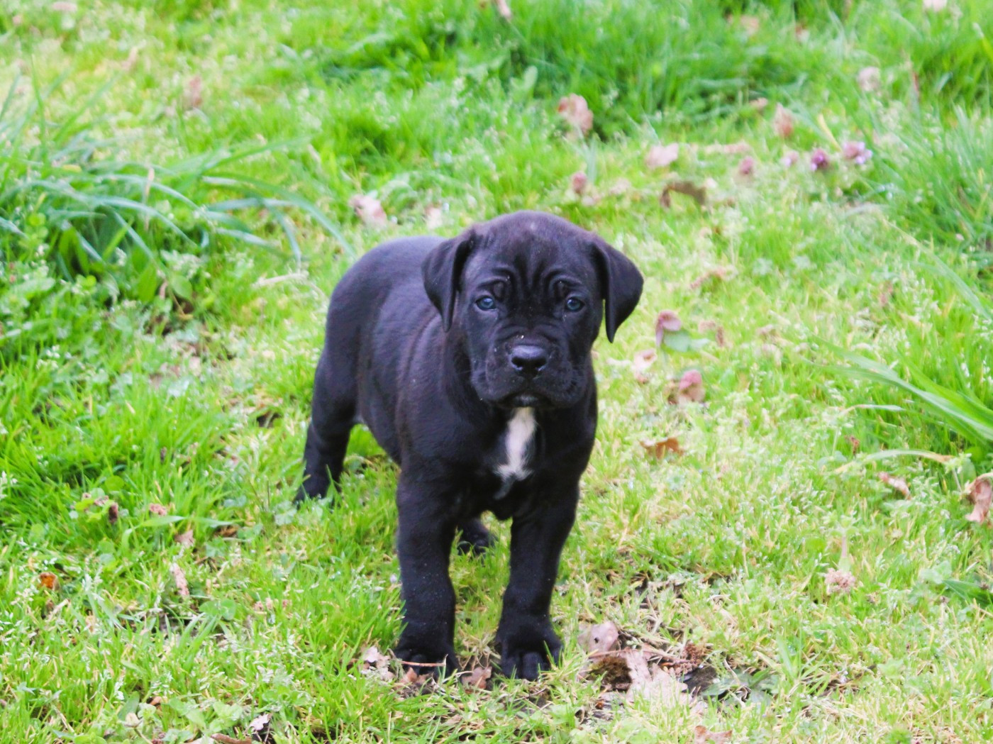 du Domaine Des Terres Noires - Chiots disponibles - Cane Corso