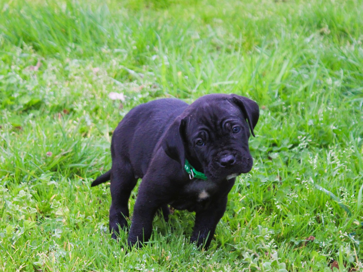 du Domaine Des Terres Noires - Chiots disponibles - Cane Corso