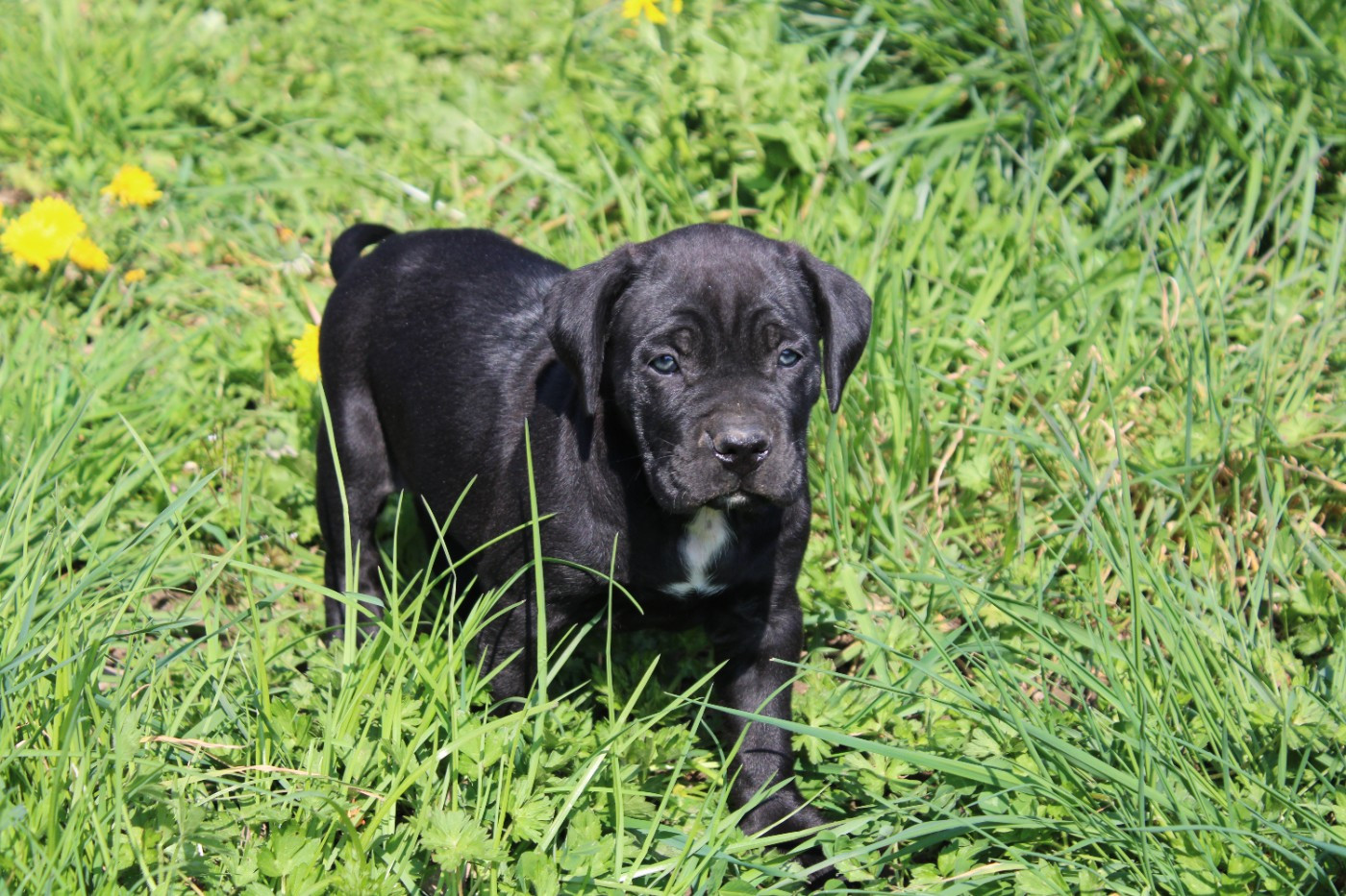 du Domaine Des Terres Noires - Chiots disponibles - Cane Corso