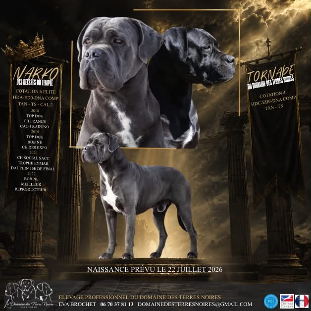 Chiot Cane Corso du Domaine Des Terres Noires