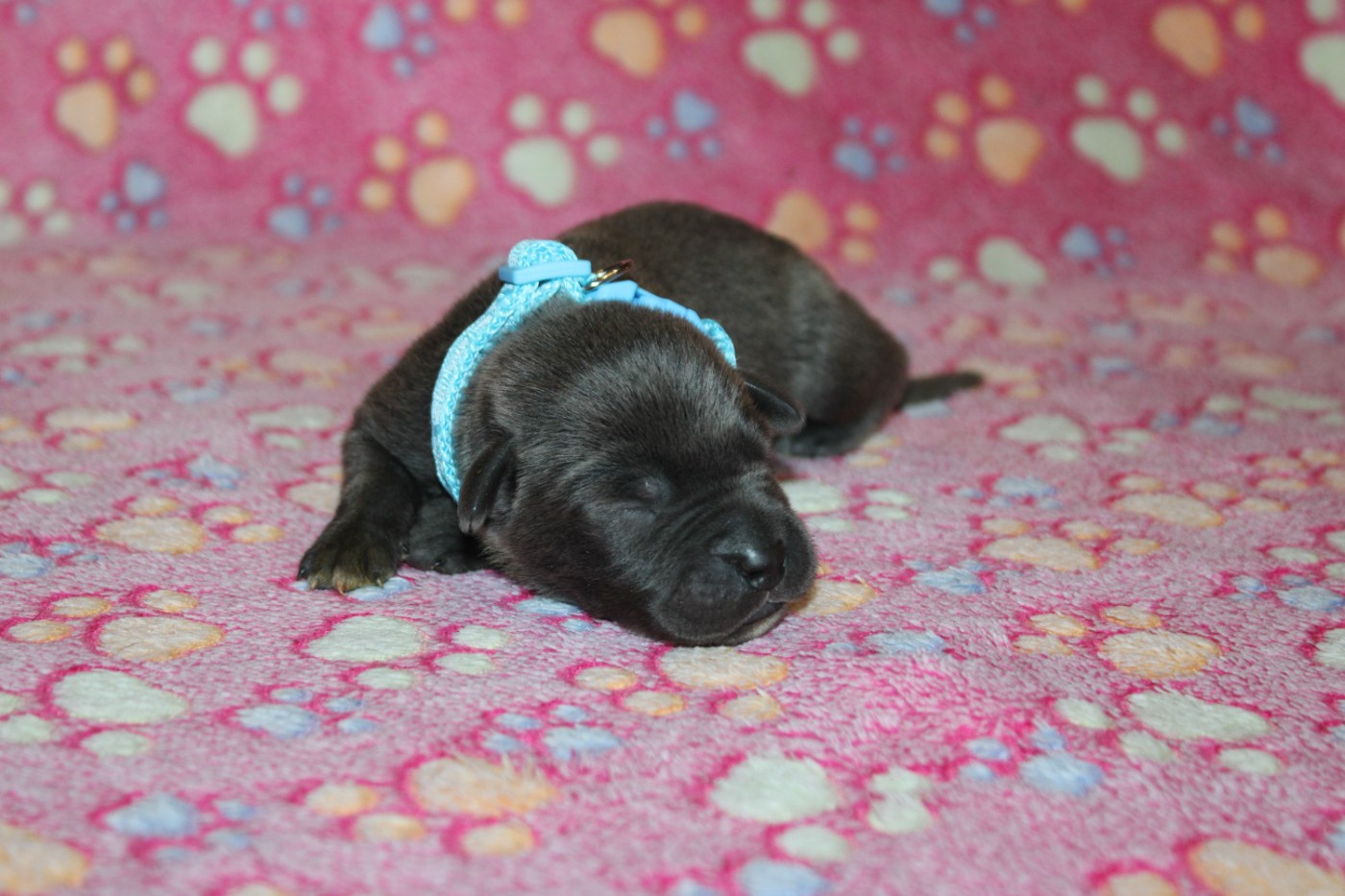 du Domaine Des Terres Noires - Chiots disponibles - Cane Corso