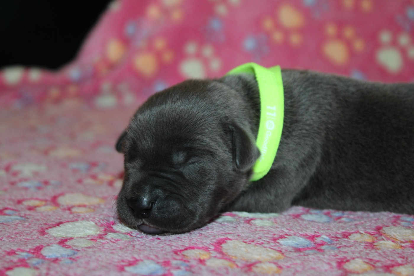 du Domaine Des Terres Noires - Chiots disponibles - Cane Corso