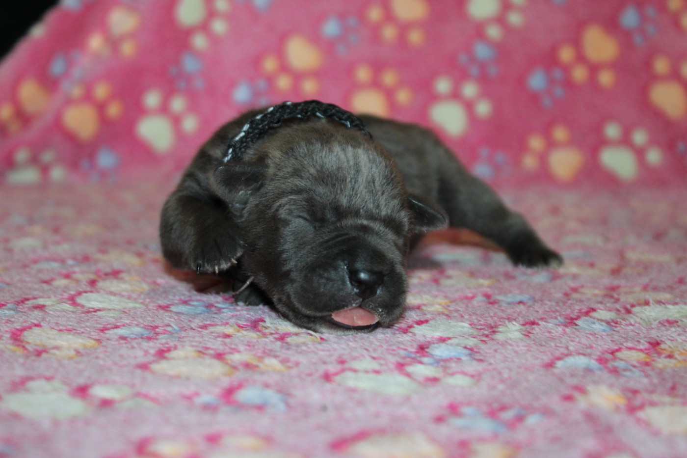 du Domaine Des Terres Noires - Chiots disponibles - Cane Corso