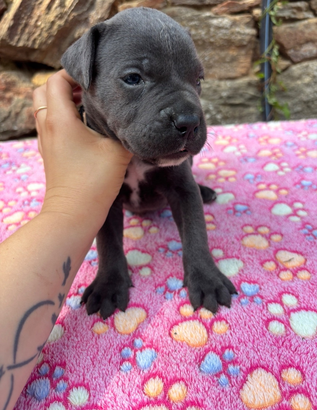 du Domaine Des Terres Noires - Chiots disponibles - Cane Corso