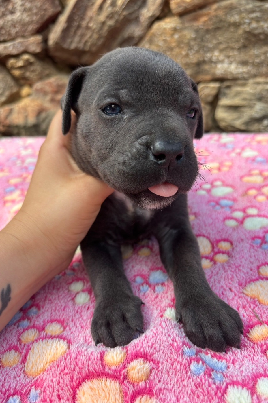 du Domaine Des Terres Noires - Chiots disponibles - Cane Corso