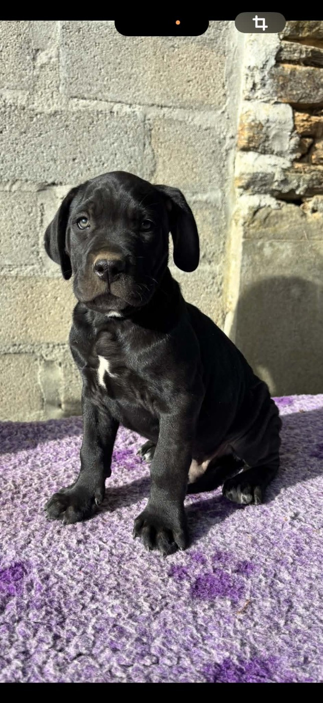 du Domaine Des Terres Noires - Chiots disponibles - Cane Corso