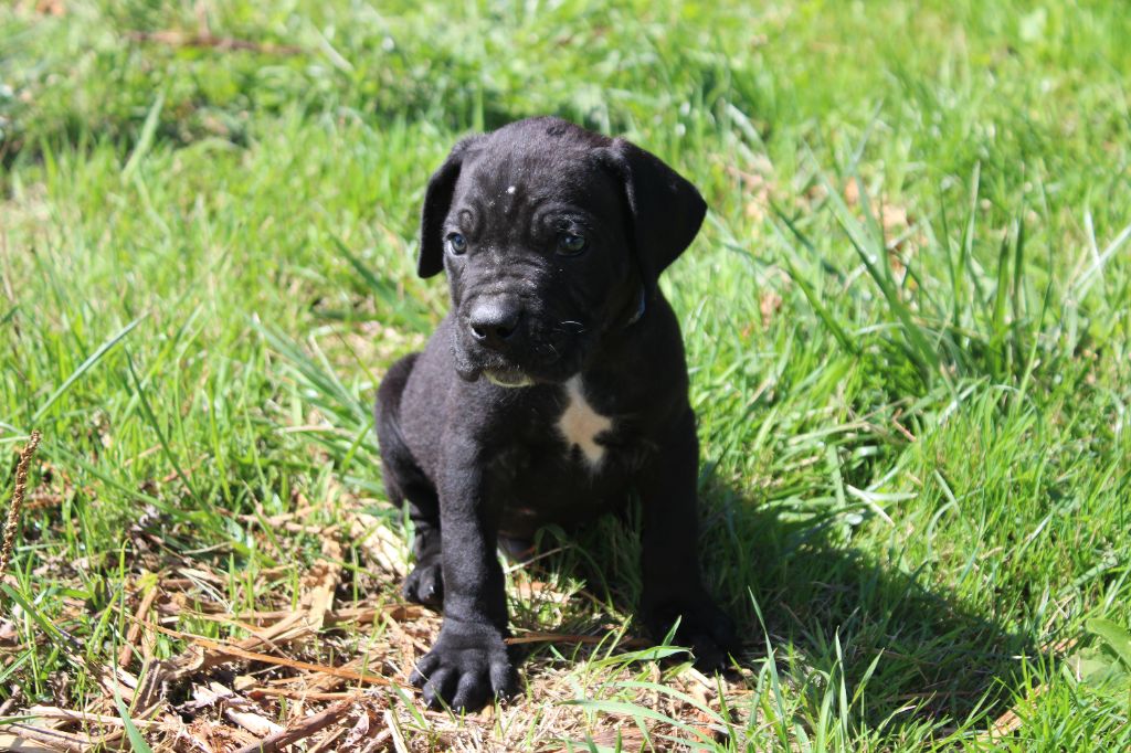 du Domaine Des Terres Noires - Chiots disponibles - Cane Corso